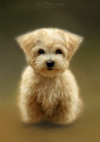 Shitsu Dog Portrait II - Wildlife Artwork - Art Prints Shitsu Dog Portrait II