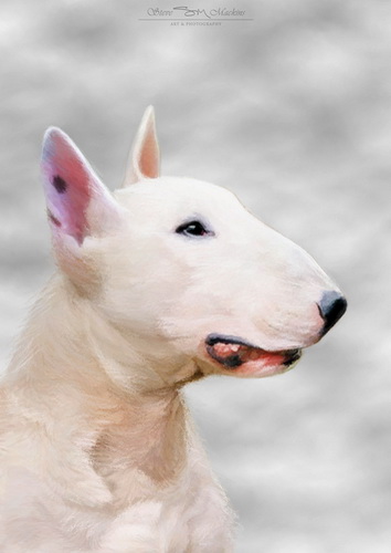 English Bull Terrier Dog Portrait