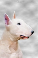 English Bull Terrier, Dog, Dogs, Canine