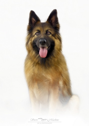 German Shepherd Dog Portrait