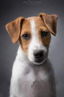 Terrier Dog, Dogs, Canine