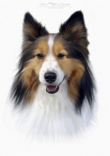 Sheltie Dog Portrait - Wildlife Artwork - Art Prints Sheltie Dog Portrait