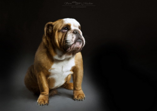 Bulldog Dog Portrait