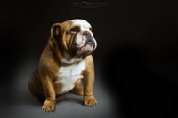 Bulldog, Dog, Dogs, Canine
