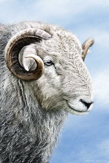 Herdwick Ram Portrait