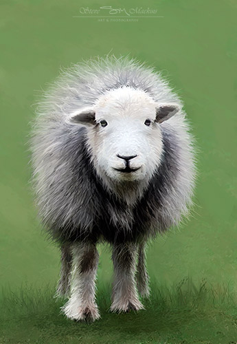 Herdwick Ewe - Helena Herdwick  