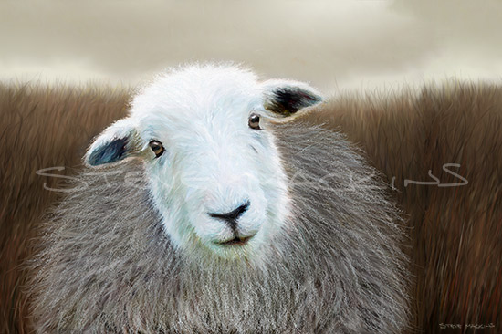 Lake District Herdwick