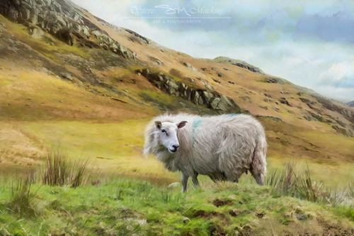 Herdwick Ewe - Grasmoor Wanderer
