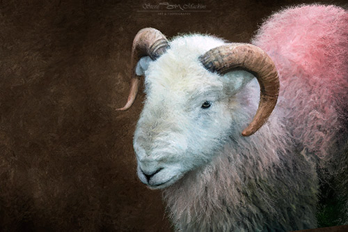 Herdwick Ram - Herdwick Tup