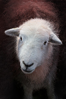 Herdies, Herdwick Sheep Oil Pastels, Herdy Ewe, Herdwick Wall Art, Herdy Art, Mixed-Media Herdy Art, Herdy, Herdwick Sheep, Herdwick Sheep Acrylic Paintings, Herdwick Sheep Prints, Herdwick Artwork, Herdwick Sheep Oil Painting, Lakeland Herdy Artworks, Herdwick, Lakeland Sheep, Herdwick Drawings, Herdwick Sheep Art Studio, Herdwick Sheep Oil Painting, Herdwick, Herdy Sketch, Herdy Sheep Artist, Herdwick Sheep Sketch, Herdy Sketches, Herdy Wall Art, Great Borne, Whitbeck, Great Dodd, Skelton, Brigsteer, Moor Row, Grange (Keswick), Great Asby, New Hutton, High Rigg, Ackenthwaite, Mungrisdale Com