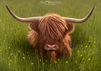 Highland Cow