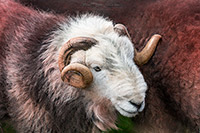 Herdy Sheep Artist, Herdwick Drawings, Herdwick Sheep Sketch, Herdwick Sheep Acrylic Paintings, Herdwick Sheep, Herdwick, Herdy Art, Herdwick Sheep Oil Painting, Herdwick Wall Art, Herdy Ewe, Herdwick Sheep Art, Herdwick Artwork, Herdwick Sheep Prints, Lakeland Herdy Artworks, Lakeland Sheep, Herdwick Sheep Art Studio, Herdy Sketch, Herdwick Sheep Oil Painting, Mixed-Media Herdy Art, Herdy, Herdy Wall Art, Herdy Sketches, Herdies, Herdwick Sheep Oil Pastels, Allithwaite, Great Crag, Grey Crag, Maryport, Brisco, Colby, Low Pike, Arnside, Souther Fell, Westnewton, Leece, Bowness-on-Solway, Crink