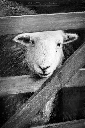 Herdwick Ewe - Wasdale Herdwick Sketch