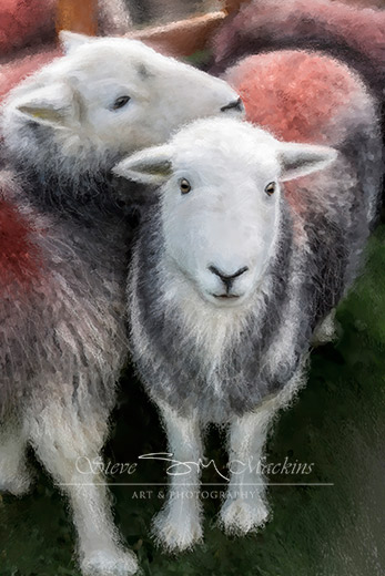 Wasdale Head Ewes IV