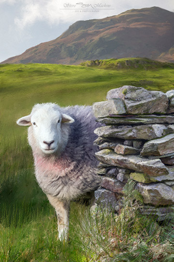 Herdwick Ewe - Hiding Herdwick