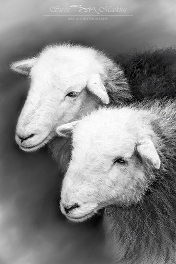 Herdwick Ewes - Ennerdale Ewes II
