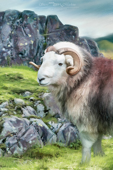Elterwater Herdwick Tup