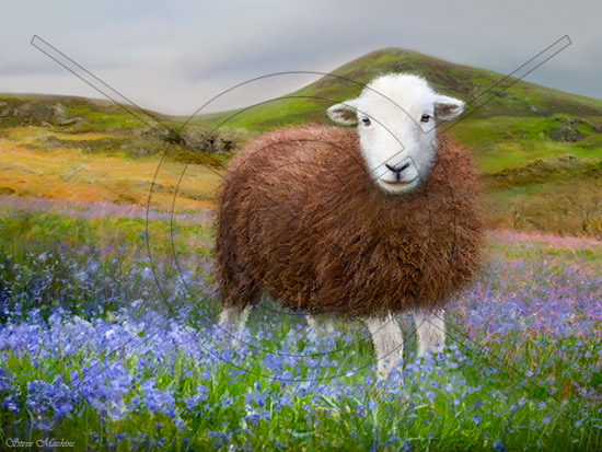 Rannerdale Bluebell Herdwick