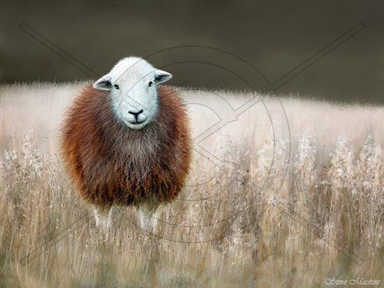 Patterdale Herdwick