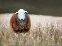 Herdwick Sheep Art Studio, Herdwick, Herdy Sketches, Herdwick, Herdwick Wall Art, Herdwick Sheep Oil Painting, Lakeland Herdy Artworks, Mixed-Media Herdy Art, Herdy Art, Herdwick Sheep Oil Pastels, Herdwick Sheep Acrylic Paintings, Herdwick Sheep Art, Herdwick Artwork, Lakeland Sheep, Herdwick Sheep, Herdwick Drawings, Herdwick Sheep Oil Painting, Herdwick Sheep Sketch, Herdwick Sheep Prints, Herdies, Herdy Sheep Artist, Herdy Wall Art, Herdy Sketch, Herdy Ewe, Wythburn, Thornthwaite Crag, High Bankhill, Levens, Great Salkeld, Arlecdon, Knott, The, Fleetwith Pike, Broughton Beck, Base Brown, P