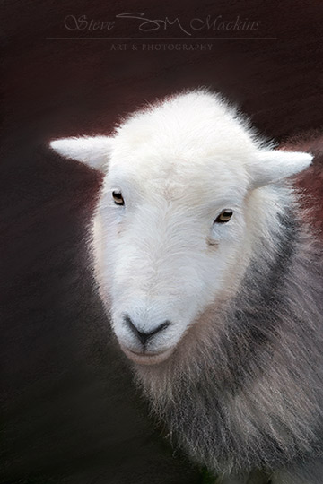 Wasdale Head Herdwick Ewe III - Herdwick Sheep Art - Art Prints Wasdale Head Herdwick Ewe III