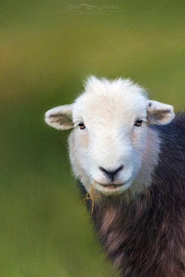 Lorton Road Herdwick