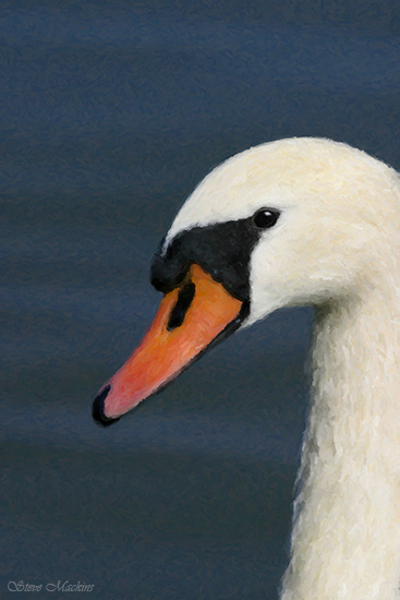 Swan