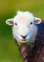 Herdy Sheep Artist, Herdwick Sheep Acrylic Paintings, Herdwick Sheep Art, Lakeland Herdy Artworks, Herdwick Sheep Prints, Herdwick Sheep Oil Painting, Herdwick Sheep Oil Pastels, Herdy Sketch, Herdy Art, Mixed-Media Herdy Art, Herdwick Artwork, Herdwick Drawings, Herdwick Sheep Oil Painting, Herdwick Sheep, Herdwick Wall Art, Herdy, Herdwick Sheep Art Studio, Lakeland Sheep, Herdwick Sheep Sketch, Herdy Sketches, Herdy Ewe, Herdwick, Herdies, Herdy Wall Art, High Street, Branthwaite (Workington), Lank Rigg, Gilcrux, Little Mell Fell, Cumwhitton, Bolton, Soulby (Penrith), Place Fell, Troutbeck 