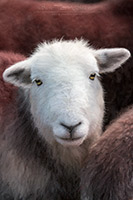 Herdy Sketch, Herdwick Sheep Prints, Herdwick, Herdy, Herdwick Sheep Acrylic Paintings, Mixed-Media Herdy Art, Herdwick Sheep Sketch, Herdwick Sheep Oil Painting, Lakeland Sheep, Herdwick Sheep Art Studio, Herdies, Herdy Ewe, Herdy Sheep Artist, Herdwick Sheep Oil Painting, Herdy Sketches, Herdwick Sheep Oil Pastels, Herdwick Wall Art, Herdwick Sheep Art, Herdwick Sheep, Lakeland Herdy Artworks, Herdy Wall Art, Herdwick Drawings, Herdwick Artwork, Herdwick, Brim Fell, Castle Carrock, Carlisle, Broughton, Barrows Green, Eskdale Green, Bothel, Buckbarrow, Dalston, Wansfell, Bowness-on-Windermere