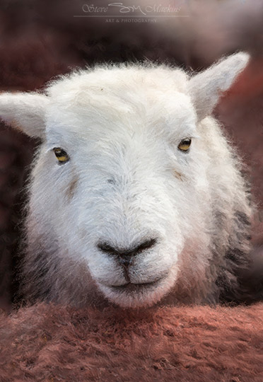 Wasdale Head Ewe VI - Herdwick Sheep Art - Lake District Herdwick Sheep, Wildlife & Landscape Prints Wasdale Head Ewe VI