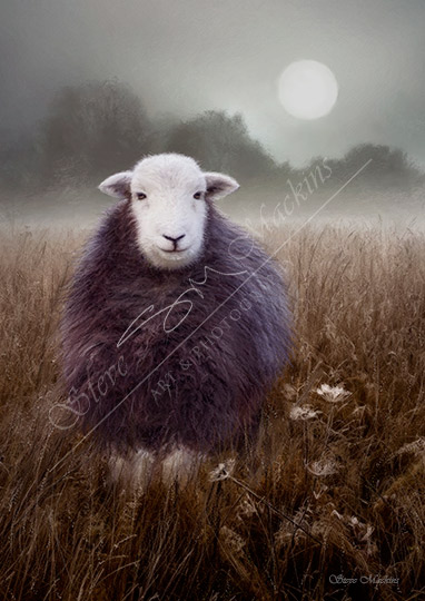 Moonlight Herdwick