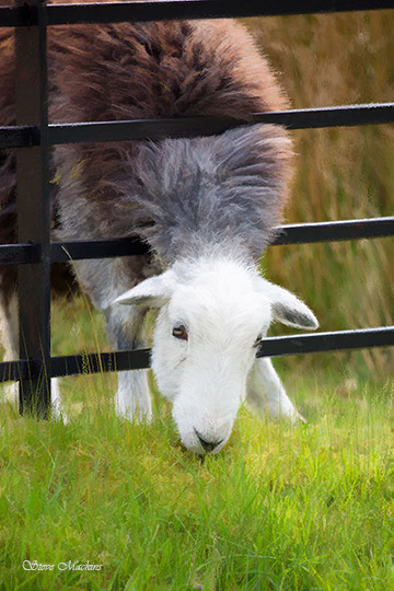 Grasmoor Herdwick III