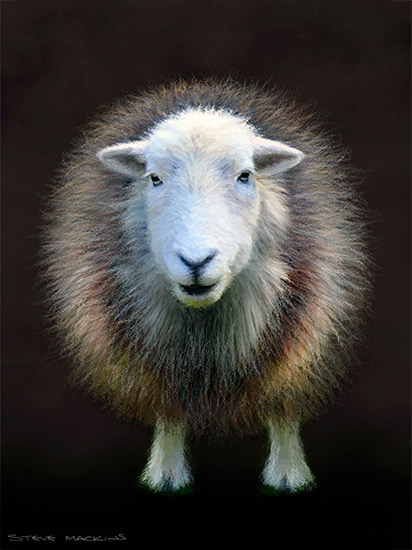 Glenridding Herdwick - Herdwick Sheep Art - Art Prints Glenridding Herdwick