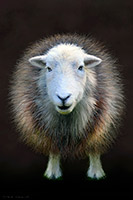 Herdies, Herdwick Sheep Oil Painting, Herdwick Sheep Acrylic Paintings, Herdwick Sheep Oil Pastels, Herdy, Herdy Sketches, Herdwick, Herdwick Sheep Sketch, Herdwick Sheep Art, Lakeland Herdy Artworks, Herdwick Drawings, Herdy Wall Art, Herdwick, Herdwick Wall Art, Herdwick Sheep Art Studio, Herdy Sheep Artist, Herdwick Artwork, Herdwick Sheep Prints, Herdy Ewe, Mixed-Media Herdy Art, Herdy Art, Lakeland Sheep, Herdwick Sheep Oil Painting, Herdwick Sheep, Whinlatter, Hale, Irthington, Cark (Cartmel), Satterthwaite, Kirkby Lonsdale, Carrock Fell, Brough, Long Side, Blackford, Bewaldeth, Haverthw