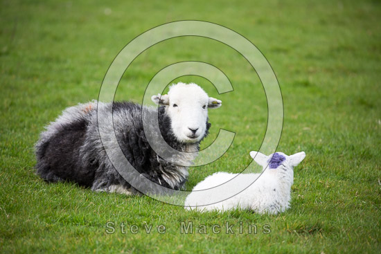 Crook Farm Herdwick Sheep - Lakeland Photos - Art Prints Crook Farm Herdwick Sheep