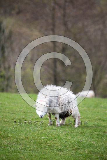 Blencathra Farm Lakeland Sheep