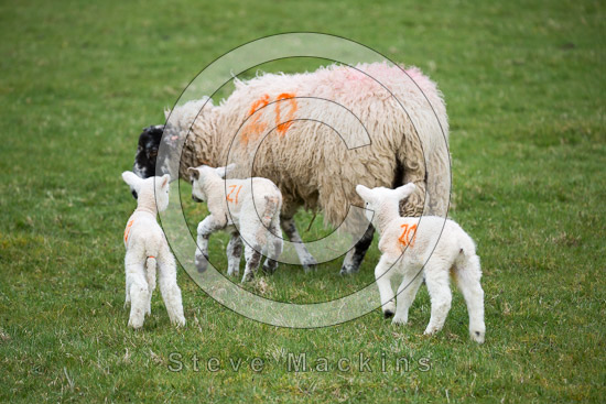 Rampsgill Head Field Herdwick Sheep