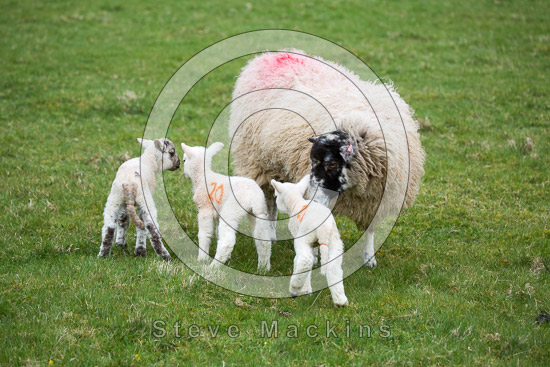 Boustead Hill Valley Herdwick Sheep - Lakeland Photos - Art Prints Boustead Hill Valley Herdwick Sheep