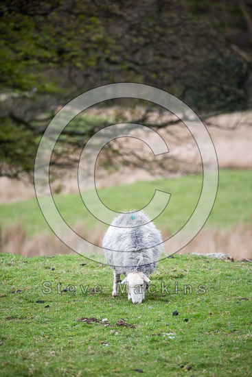 Cumwhitton Farm Herdwick