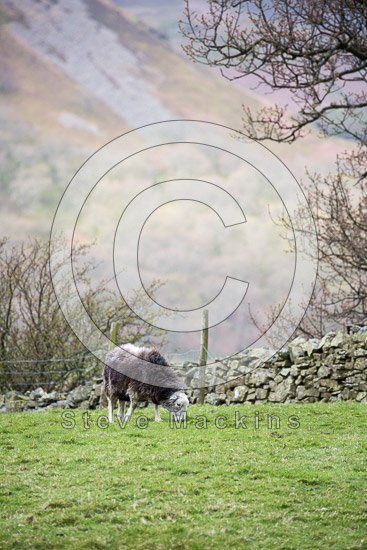 Causey Pike Farm Lake district Sheep