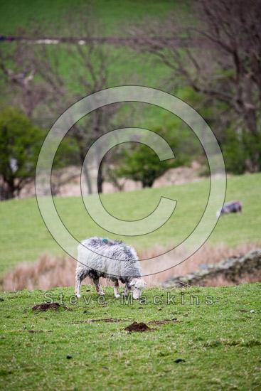 Talkin Lake district Sheep - Lakeland Photos - Art Prints Talkin Lake district Sheep
