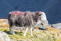 Great Salkeld, Dove Crag, Storth, Middle Dodd, Calf Crag, Boot, Grey Crag, Bakestall, Thunacar Knott, Herdwick Sheep Art Studio, Rusland, Slight Side, Biggar, Herdwick Sheep Oil Painting, Herdy Wall Art, Fellbarrow, Staveley (Kendal), Nethermost Pike, High Raise, Herdy Sketch, Herdwick Artwork, Hethersgill, Carlisle, Herdwick Drawings, Gamblesby, Herdy Art, Herdy Sketches, Milburn, Waterhead,  Lake District, Cumbria.