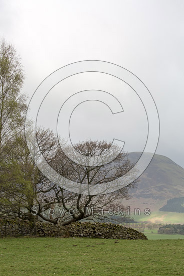 Garrigill Lake district Sheep