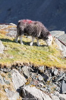 Rosthwaite Fell, Herdy Ewe, Herdy Sketches, Herdies, The Nab, Stanah, Pillar, Loadpot Hill, Ullscarf, Herdy, Kirkby Stephen, Herdwick Sheep Oil Painting, Herdwick Sheep, Finsthwaite, Pooley Bridge, Lakeland Herdy Artworks, Gilsland, Nether Wasdale, Mixed-Media Herdy Art, Hartsop Dodd, New Hutton, Herdwick Drawings, Red Pike (Wasdale), Slight Side, Far Sawrey, Whinlatter, Herdwick Wall Art, Newlands (Keswick), Stone Arthur, Herdwick, Winster, Troutbeck Tongue, Herdwick Sheep Oil Pastels,  Lake District, Cumbria.