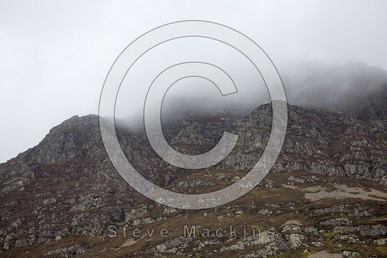 Roa Island Field Herdwick