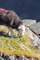 Hethersgill, Hensingham, Kearstwick, Bolton, High Bankhill, Mixed-Media Herdy Art, Lakeland Sheep, Herdwick Sheep Oil Pastels, Moresby, Herdwick Sheep Prints, Lamplugh, Scoat Fell, Bleaberry Fell, Silver How, Herdy Art, Herdy Ewe, Hawkshead, High Street, Dove Crag, Great Carrs, Askham, Lakeland Herdy Artworks, Biggar, Warcop, Herdy Sheep Artist, Herdwick Sheep Sketch, Rossett Pike, Raughton Head,  Lake District, Cumbria.