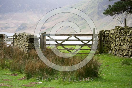 Welton Farm Lakeland Sheep