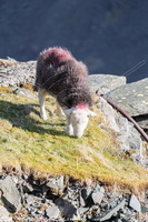 Lakeland Herdy Artworks, Kendal, Hopegill Head, Ponsonby, Bakestall, Cumwhitton, Greysouthen, Alston, Calf Crag, Knott, The, Herdwick Sheep, Herdy Art, Herdwick Sheep Acrylic Paintings, Houghton, Seathwaite Fell, Far Sawrey, Knott Rigg, Irton with Santon, Herdwick Sheep Oil Painting, Barrow-In-Furness, Routenbeck, Herdwick Wall Art, Coniston Old Man, Herdy Wall Art, Steel Knotts, Ennerdale Bridge, Herdwick, Herdy Sketches, Harter Fell, Mardale, Herdwick Drawings, Sour Howes, Brock Crags, Caudale Moor,  Lake District, Cumbria.