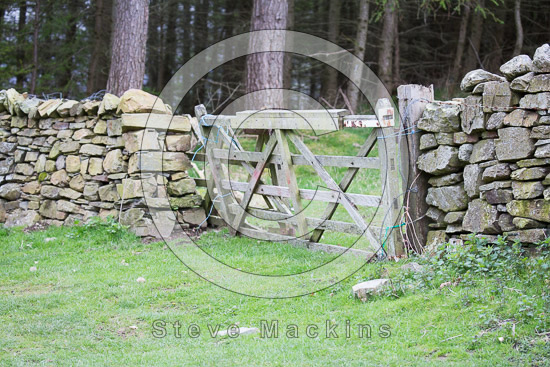 Blencarn Field Herdwick