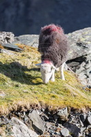 Sandwith, Lakeland Sheep, Muncaster Fell, Great Sca Fell, Crosscanonby, Herdwick Company, Kentmere, Herdwick Sheep Acrylic Painting, Cumrew, Herdwick Art Studio, Herdwick Drawings, Herdwick Sheep Prints, Skelwith Bridge, Swirl How, Abbeytown, Herdwick Sheep Oil Painting, Coniston Old Man, Herdwick Sheep Oil Pastels, Birker Fell, Hilton, Corney, Sergeant Man, Great Gable, Broughton Beck, Millbeck (Keswick), High Newton, Morland, Green Gable,  Lake District, Cumbria.